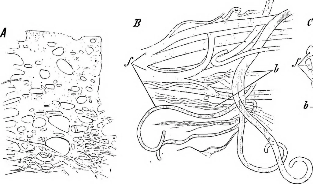 An illustration from Stöhr's histology, arranged upon an embryological basis, 1906, leaf 57