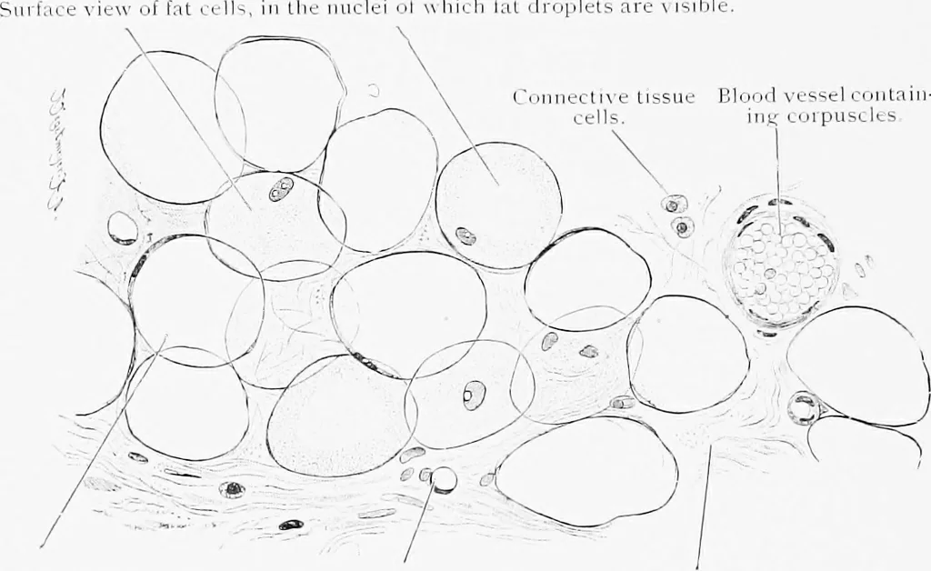 An illustration from Stöhr's histology, arranged upon an embryological basis, 1906, leaf 59