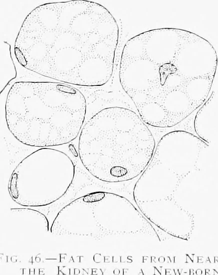An illustration from Stöhr's histology, arranged upon an embryological basis, 1906, leaf 59