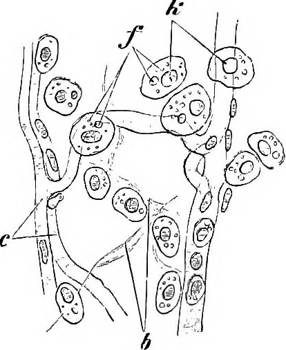 An illustration from Stöhr's histology, arranged upon an embryological basis, 1906, leaf 60