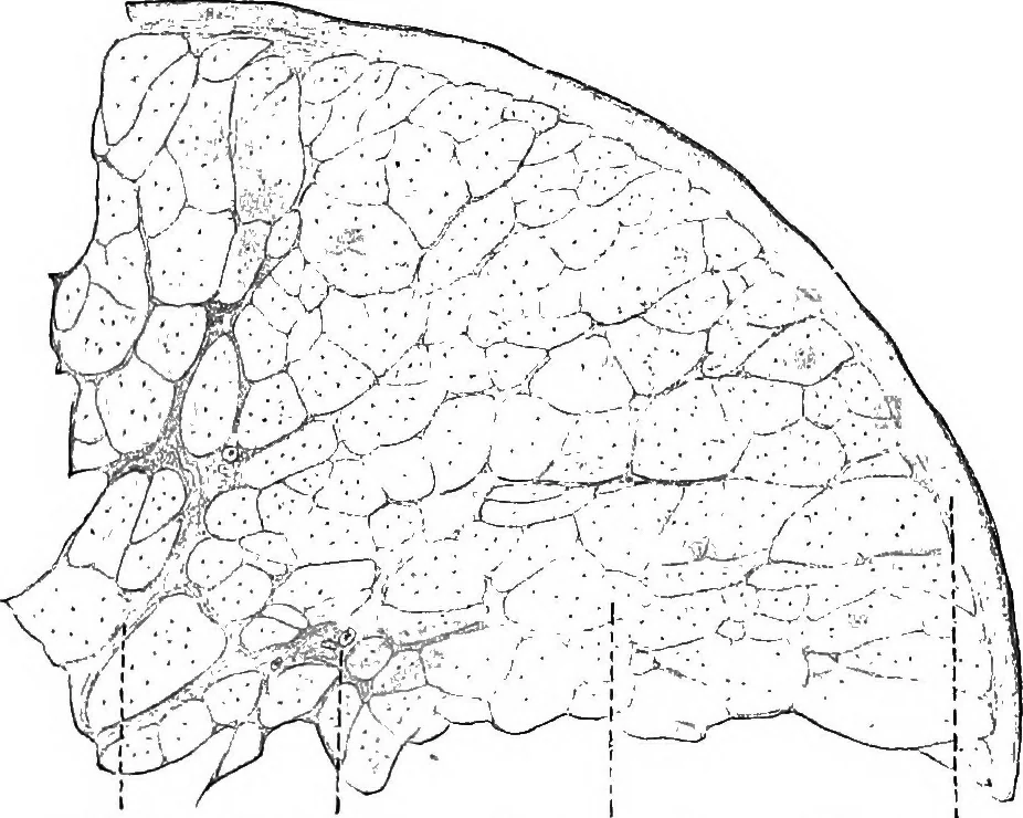 An illustration from Stöhr's histology, arranged upon an embryological basis, 1906, leaf 63