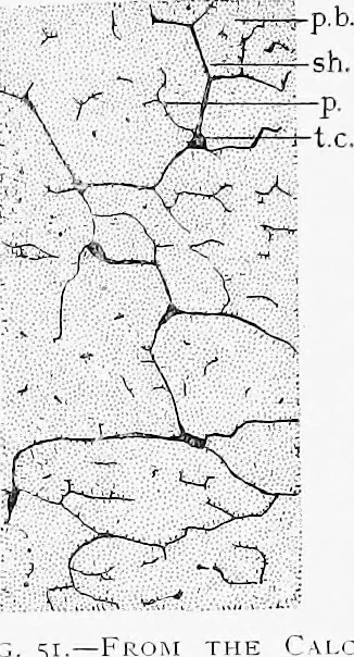 An illustration from Stöhr's histology, arranged upon an embryological basis, 1906, leaf 64