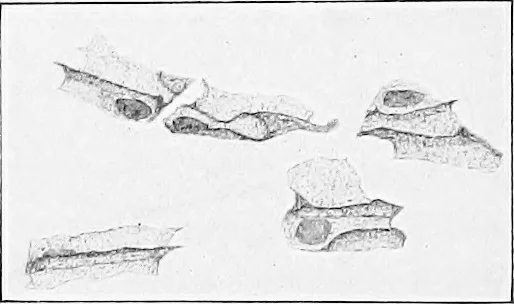An illustration from Stöhr's histology, arranged upon an embryological basis, 1906, leaf 64