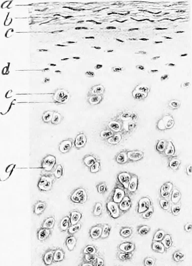 An illustration from Stöhr's histology, arranged upon an embryological basis, 1906, leaf 67