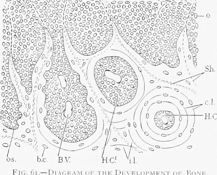 An illustration from Stöhr's histology, arranged upon an embryological basis, 1906, leaf 71