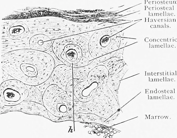 An illustration from Stöhr's histology, arranged upon an embryological basis, 1906, leaf 72