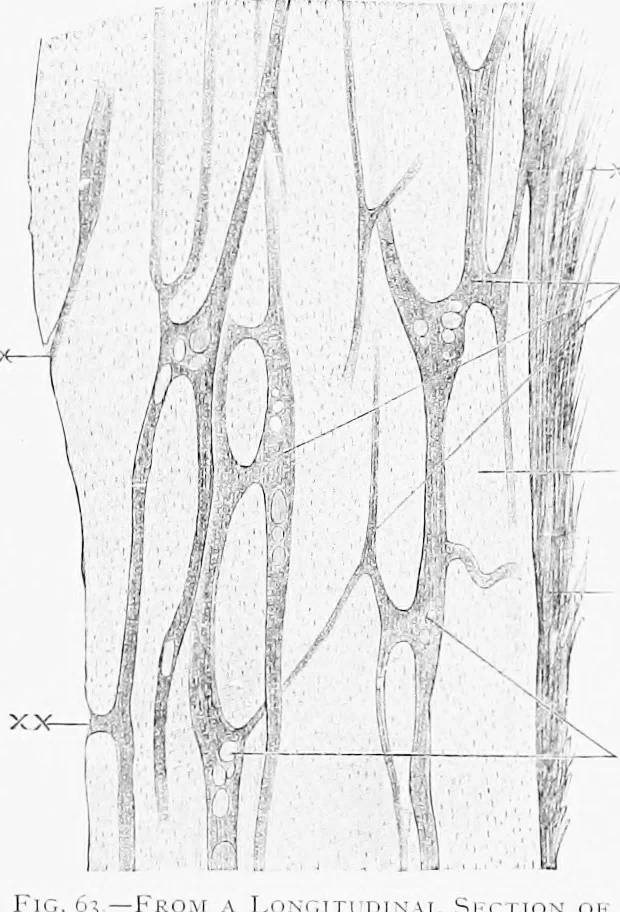 An illustration from Stöhr's histology, arranged upon an embryological basis, 1906, leaf 73