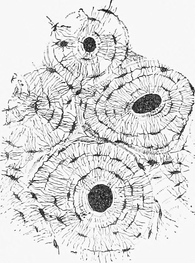An illustration from Stöhr's histology, arranged upon an embryological basis, 1906, leaf 74