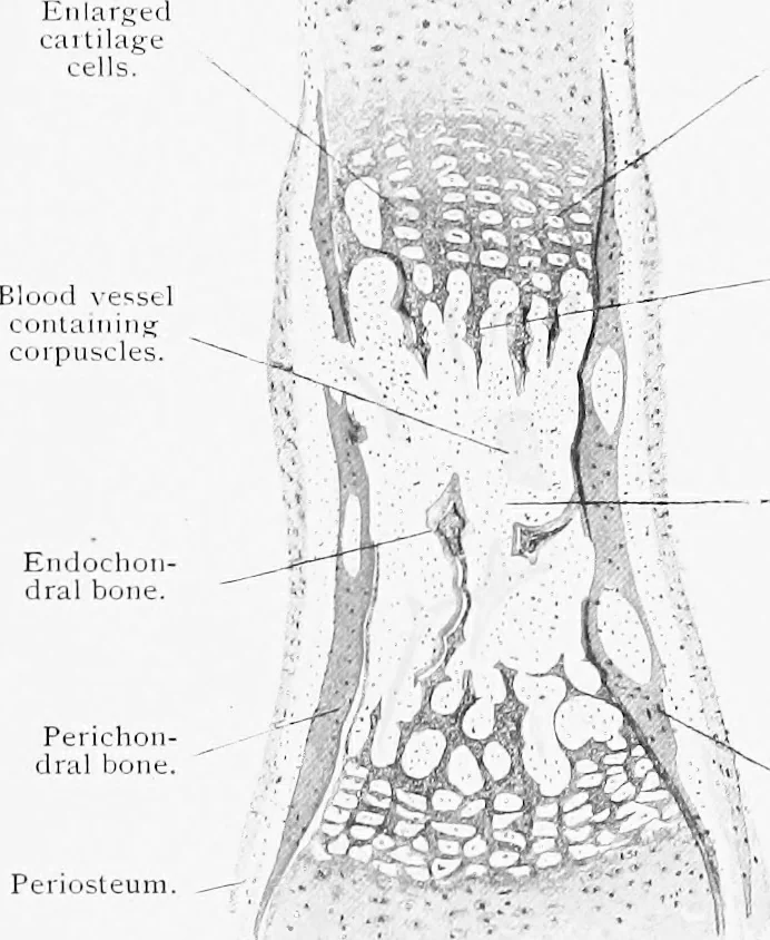 An illustration from Stöhr's histology, arranged upon an embryological basis, 1906, leaf 76