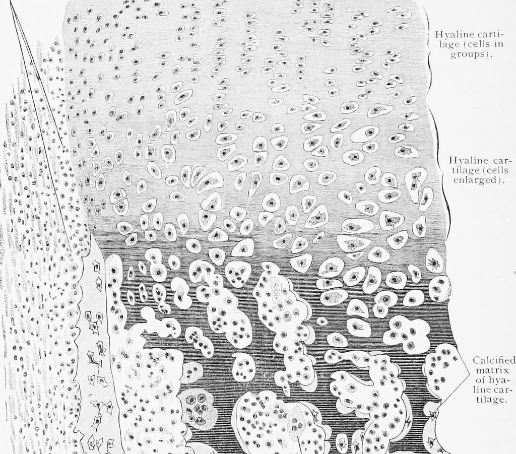An illustration from Stöhr's histology, arranged upon an embryological basis, 1906, leaf 77