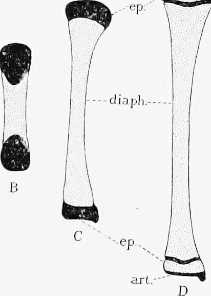 An illustration from Stöhr's histology, arranged upon an embryological basis, 1906, leaf 79