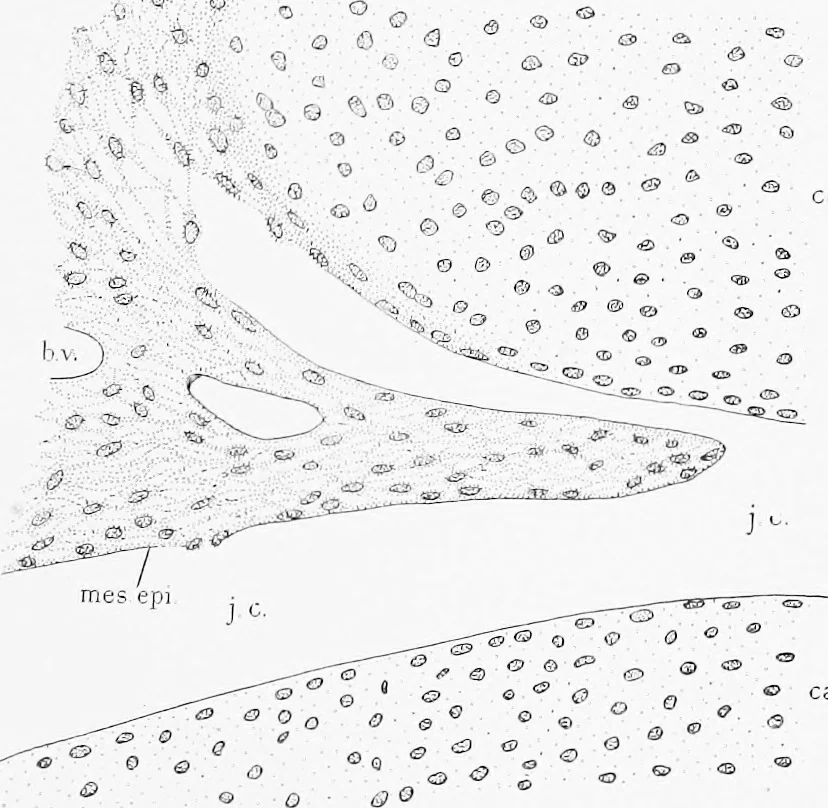 An illustration from Stöhr's histology, arranged upon an embryological basis, 1906, leaf 80