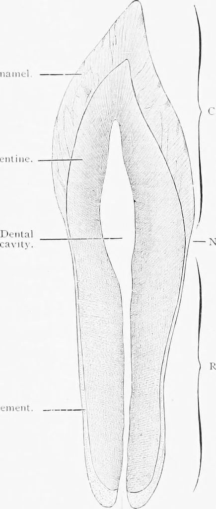 An illustration from Stöhr's histology, arranged upon an embryological basis, 1906, leaf 82