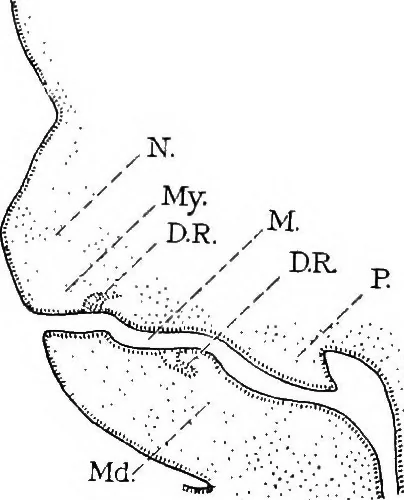 An illustration from Stöhr's histology, arranged upon an embryological basis, 1906, leaf 83