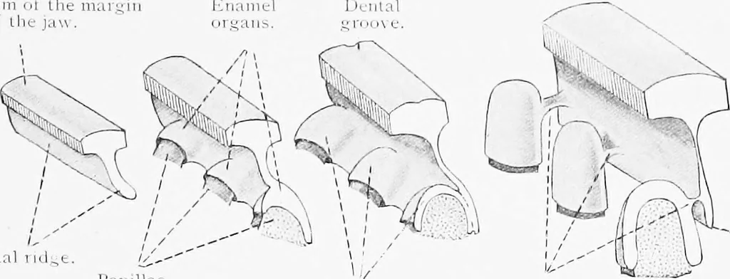 An illustration from Stöhr's histology, arranged upon an embryological basis, 1906, leaf 84