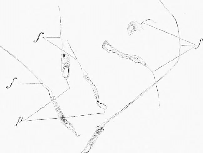 An illustration from Stöhr's histology, arranged upon an embryological basis, 1906, leaf 88