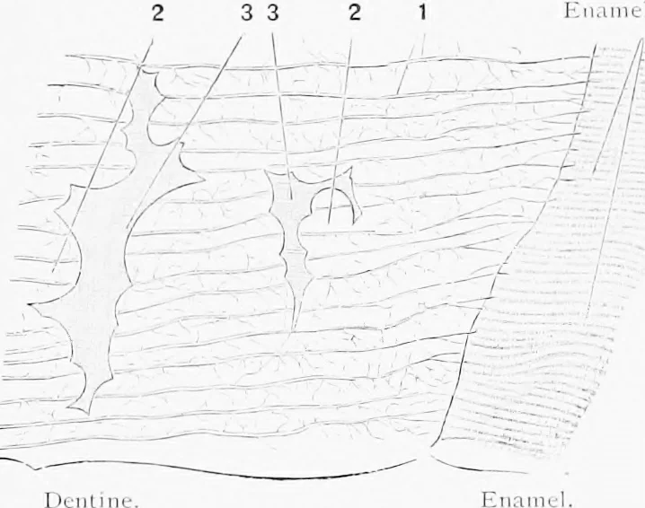 An illustration from Stöhr's histology, arranged upon an embryological basis, 1906, leaf 89