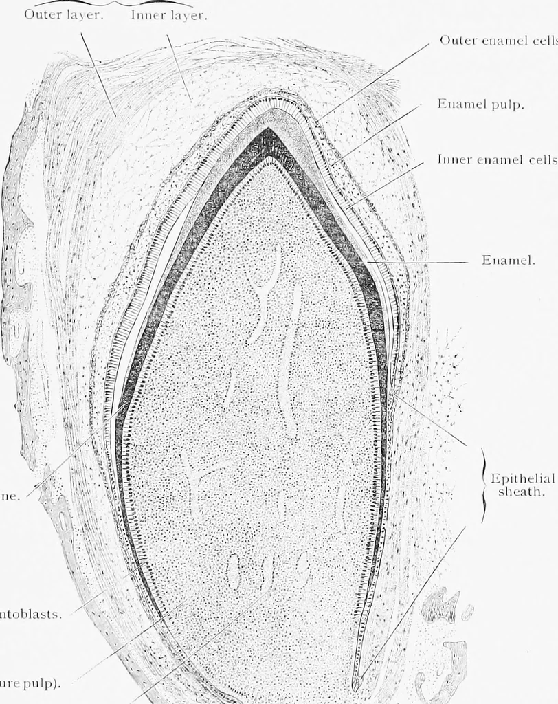 An illustration from Stöhr's histology, arranged upon an embryological basis, 1906, leaf 90
