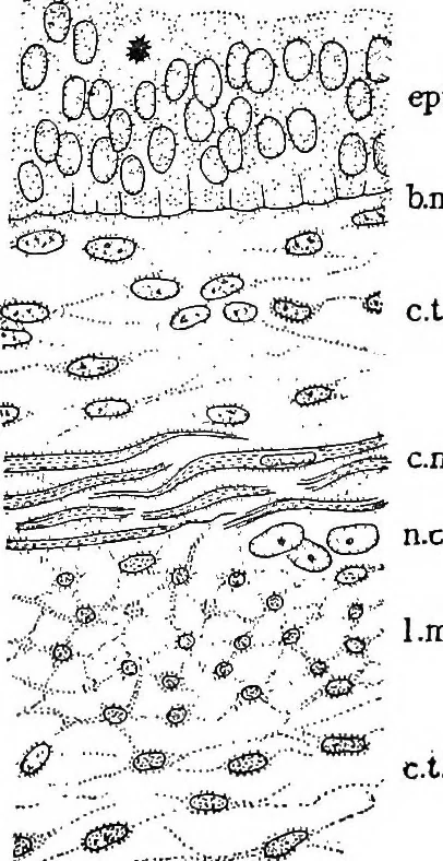 An illustration from Stöhr's histology, arranged upon an embryological basis, 1906, leaf 92