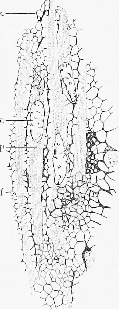 An illustration from Stöhr's histology, arranged upon an embryological basis, 1906, leaf 94
