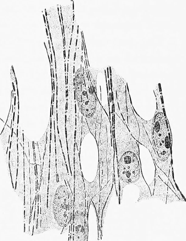 An illustration from Stöhr's histology, arranged upon an embryological basis, 1906, leaf 96