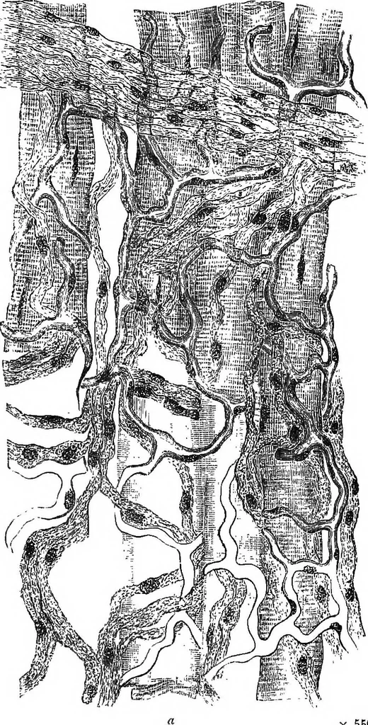 An illustration from How to work with the microscope, 1865, leaf 154