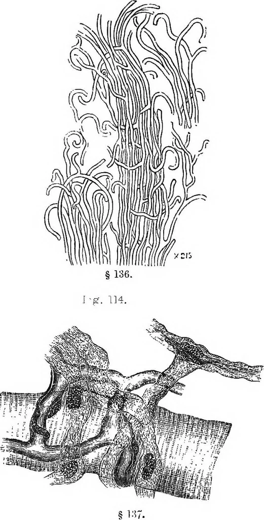 An illustration from How to work with the microscope, 1865, leaf 158