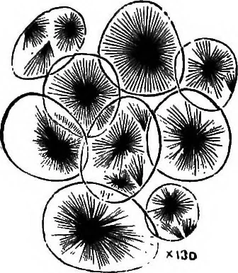 An illustration from How to work with the microscope, 1865, leaf 162