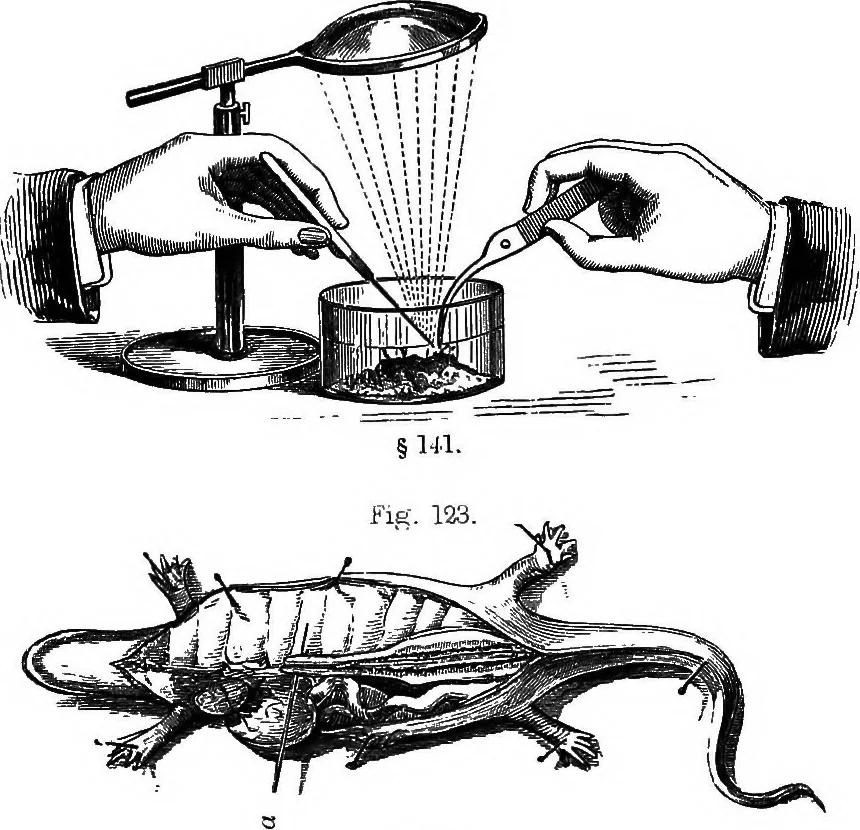 An illustration from How to work with the microscope, 1865, leaf 162