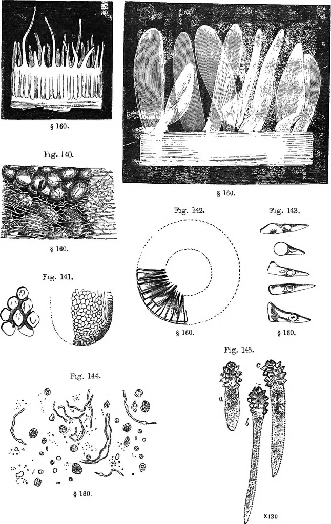 An illustration from How to work with the microscope, 1865, leaf 182