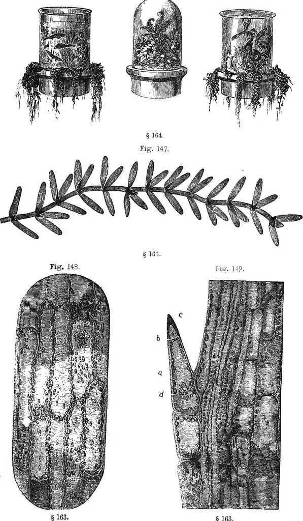 An illustration from How to work with the microscope, 1865, leaf 186
