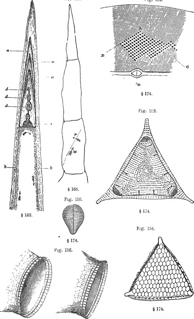 An illustration from How to work with the microscope, 1865, leaf 188