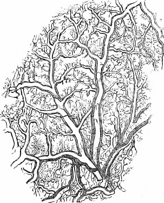 An illustration from How to work with the microscope, 1865, leaf 226