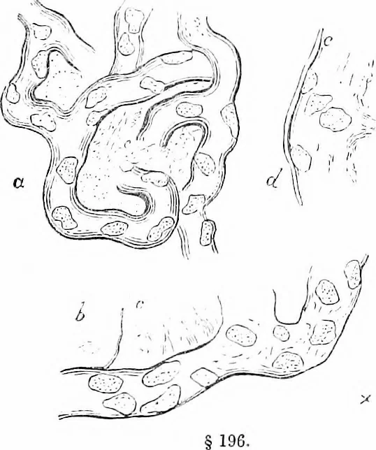 An illustration from How to work with the microscope, 1865, leaf 226