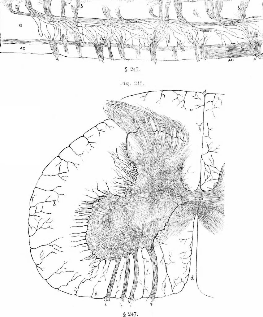 An illustration from How to work with the microscope, 1865, leaf 260