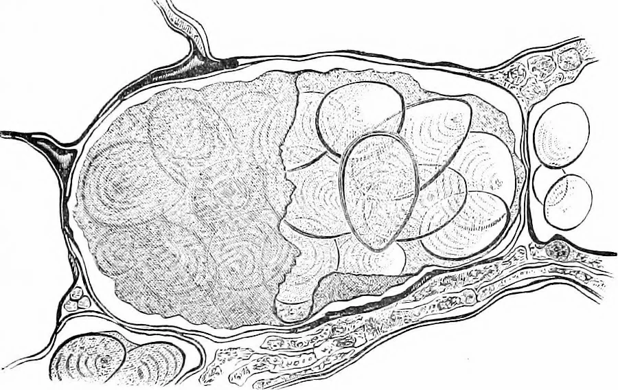 An illustration from How to work with the microscope, 1865, leaf 356