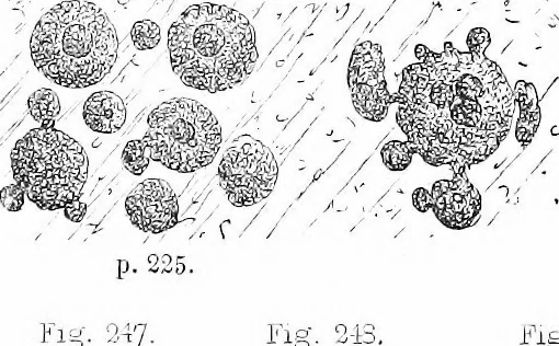 An illustration from How to work with the microscope, 1865, leaf 360