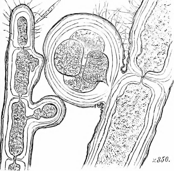 An illustration from How to work with the microscope, 1865, leaf 364