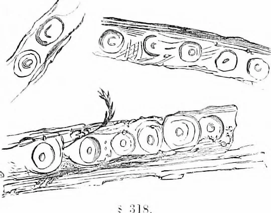 An illustration from How to work with the microscope, 1865, leaf 382