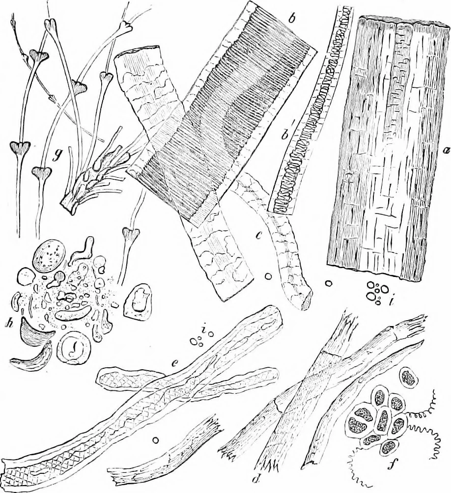 An illustration from How to work with the microscope, 1865, leaf 382
