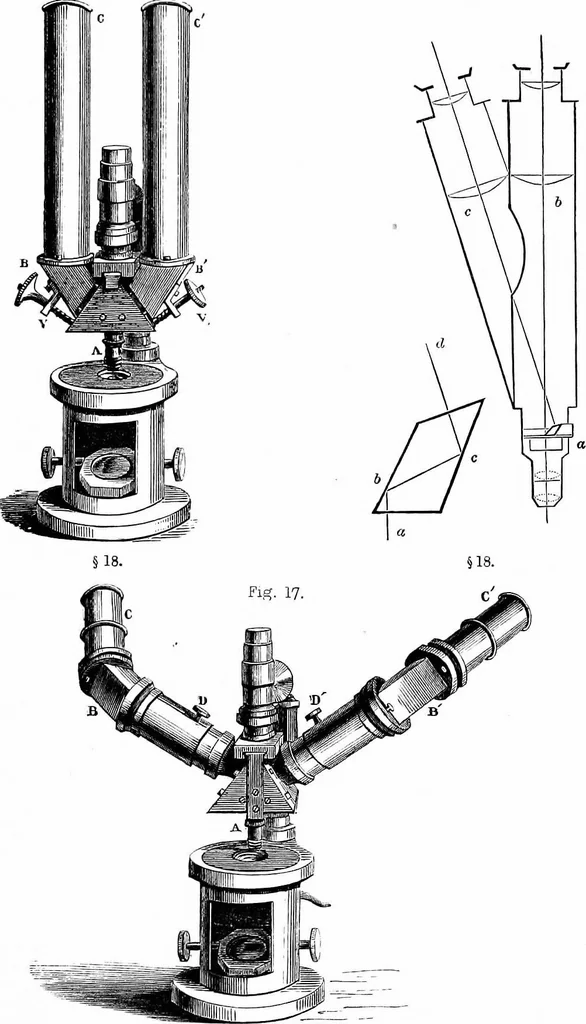 An illustration from How to work with the microscope, 1865, leaf 46