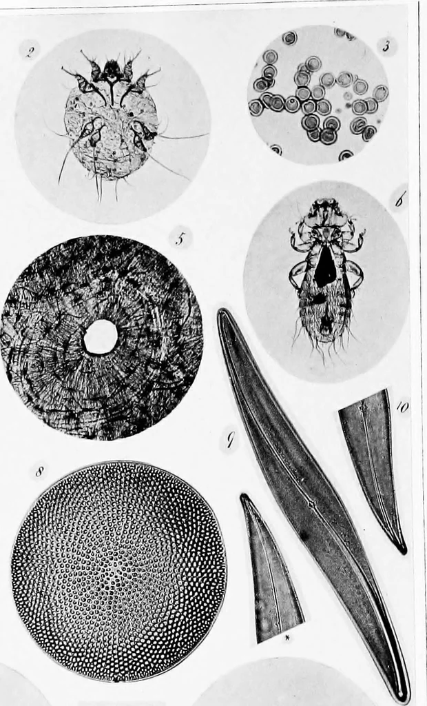 An illustration from How to work with the microscope, 1865, leaf 7