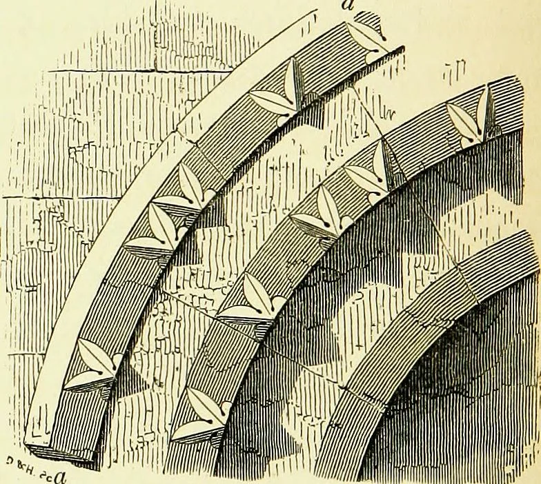 An illustration from A glossary of terms used in Grecian, Roman, Italian, and Gothic architecture, 1845, leaf 173