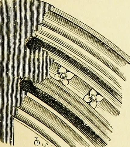 An illustration from A glossary of terms used in Grecian, Roman, Italian, and Gothic architecture, 1845, leaf 274
