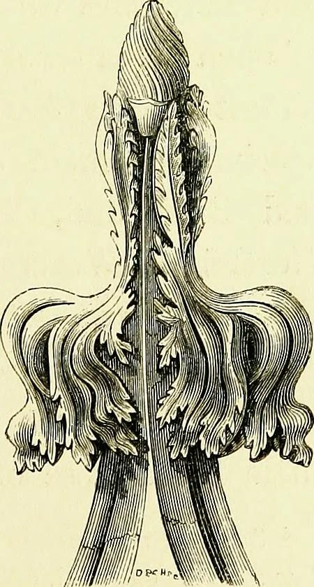 An illustration from A glossary of terms used in Grecian, Roman, Italian, and Gothic architecture, 1845, leaf 316