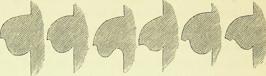 An illustration from A glossary of terms used in Grecian, Roman, Italian, and Gothic architecture, 1845, leaf 333