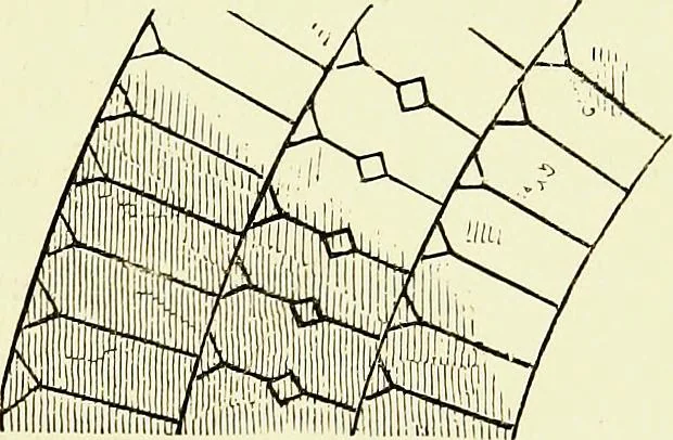 An illustration from A glossary of terms used in Grecian, Roman, Italian, and Gothic architecture, 1845, leaf 56