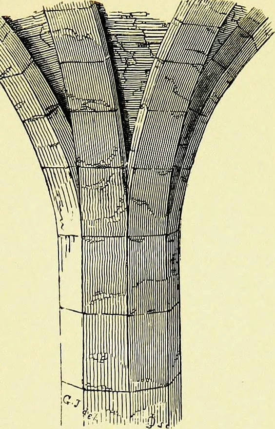 An illustration from A glossary of terms used in Grecian, Roman, Italian, and Gothic architecture, 1845, leaf 172