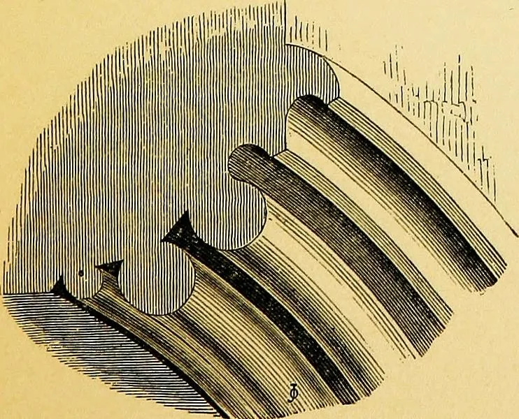 An illustration from A glossary of terms used in Grecian, Roman, Italian, and Gothic architecture, 1845, leaf 204