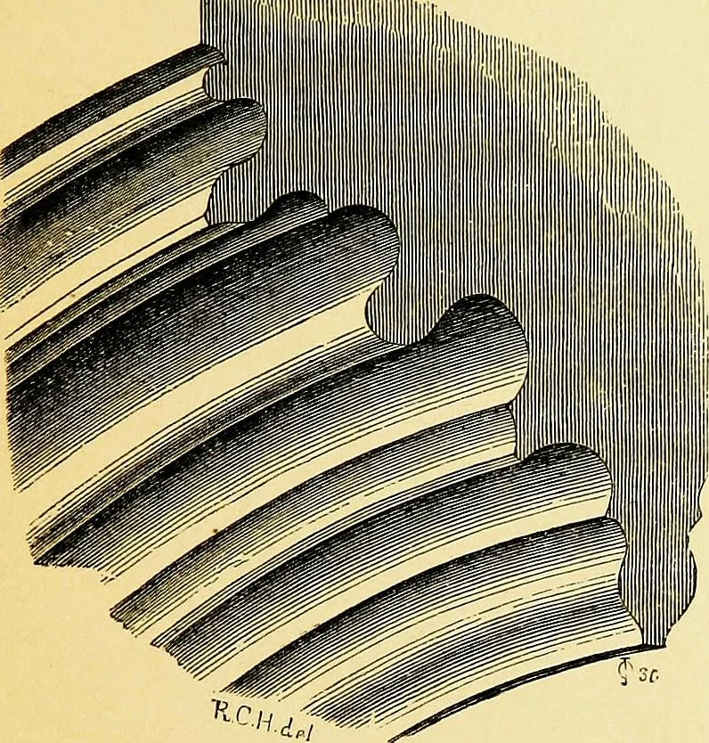 An illustration from A glossary of terms used in Grecian, Roman, Italian, and Gothic architecture, 1845, leaf 220